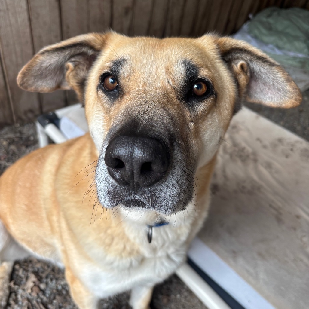 Hanky Panky, an adoptable Mixed Breed in Redwood Valley, CA, 95470 | Photo Image 1