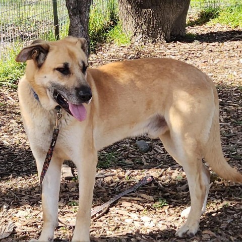 Hanky Panky, an adoptable Mixed Breed in Redwood Valley, CA, 95470 | Photo Image 2