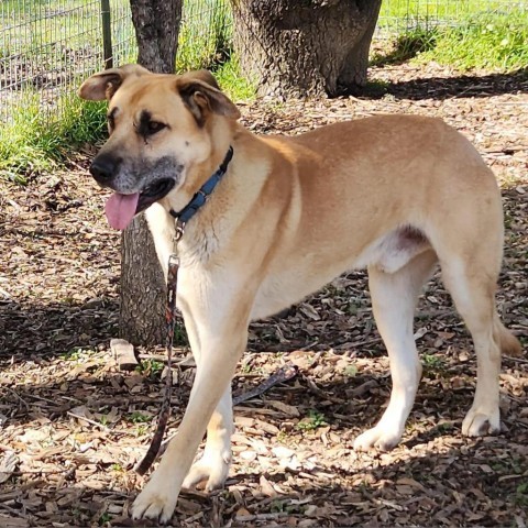 Hanky Panky, an adoptable Mixed Breed in Redwood Valley, CA, 95470 | Photo Image 2