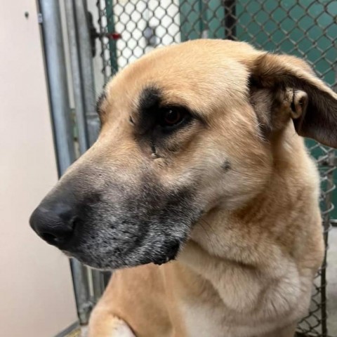 Hanky Panky, an adoptable Mixed Breed in Redwood Valley, CA, 95470 | Photo Image 2