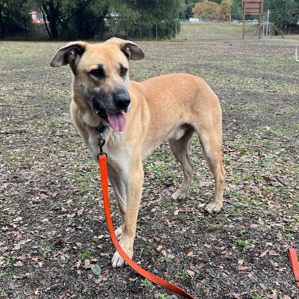 Hanky Panky, an adoptable Mixed Breed in Redwood Valley, CA, 95470 | Photo Image 3