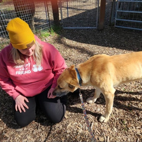 Hanky Panky, an adoptable Mixed Breed in Redwood Valley, CA, 95470 | Photo Image 4