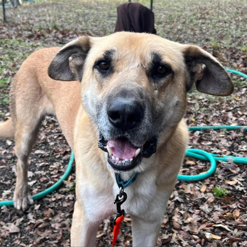 Hanky Panky, an adoptable Mixed Breed in Redwood Valley, CA, 95470 | Photo Image 4