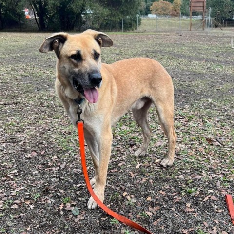 Hanky Panky, an adoptable Mixed Breed in Redwood Valley, CA, 95470 | Photo Image 6