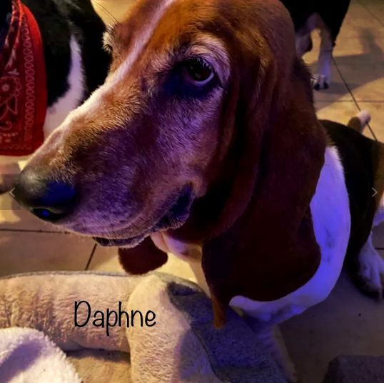 Daphne (bonded with Simon)