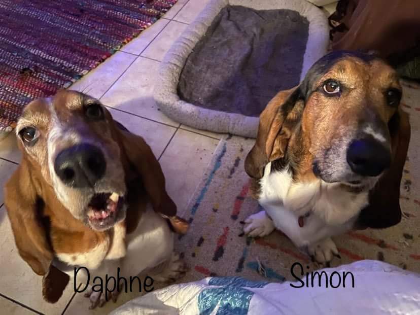 Daphne (bonded with Simon)