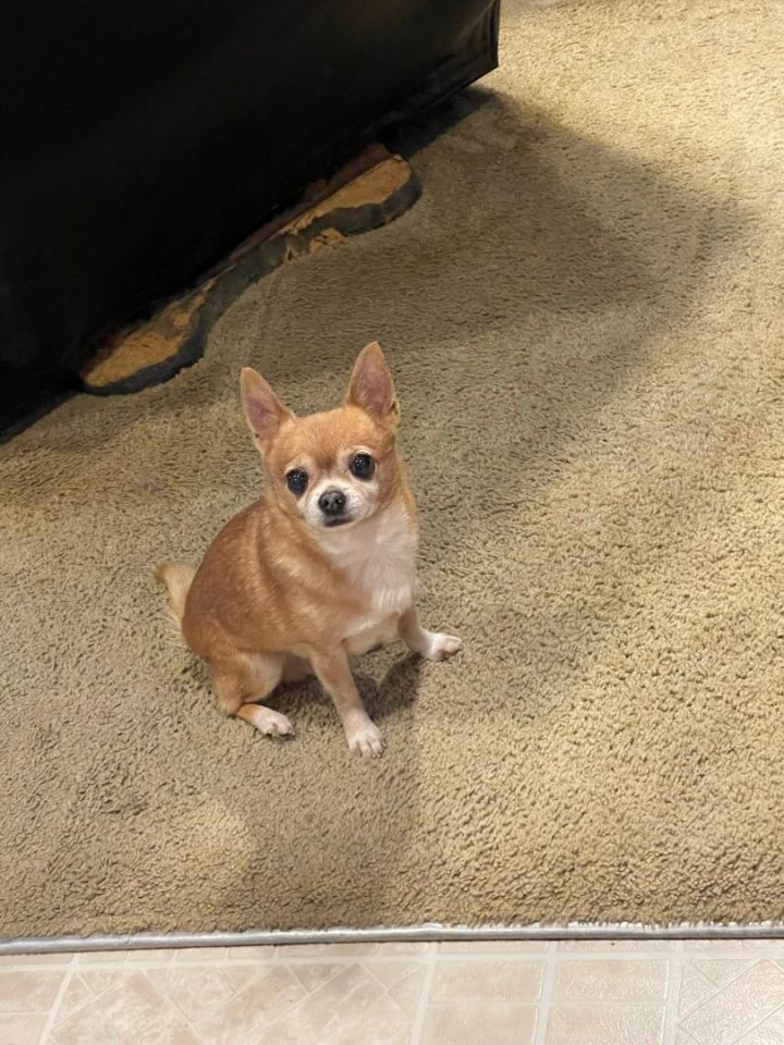 Teddy, an adopted Chihuahua in Sheridan, OR_image-1