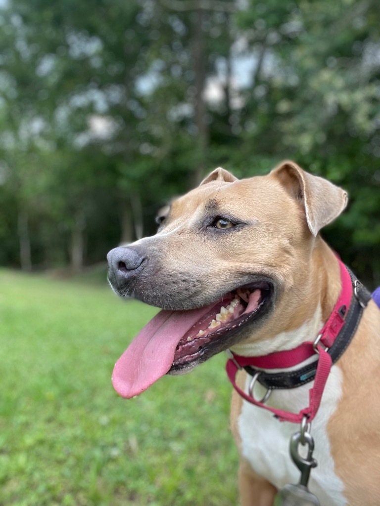 Estelle, an adoptable Terrier, Hound in Saint Francisville, LA, 70775 | Photo Image 1