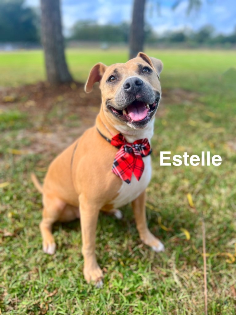 Estelle, an adoptable Terrier, Hound in Saint Francisville, LA, 70775 | Photo Image 1