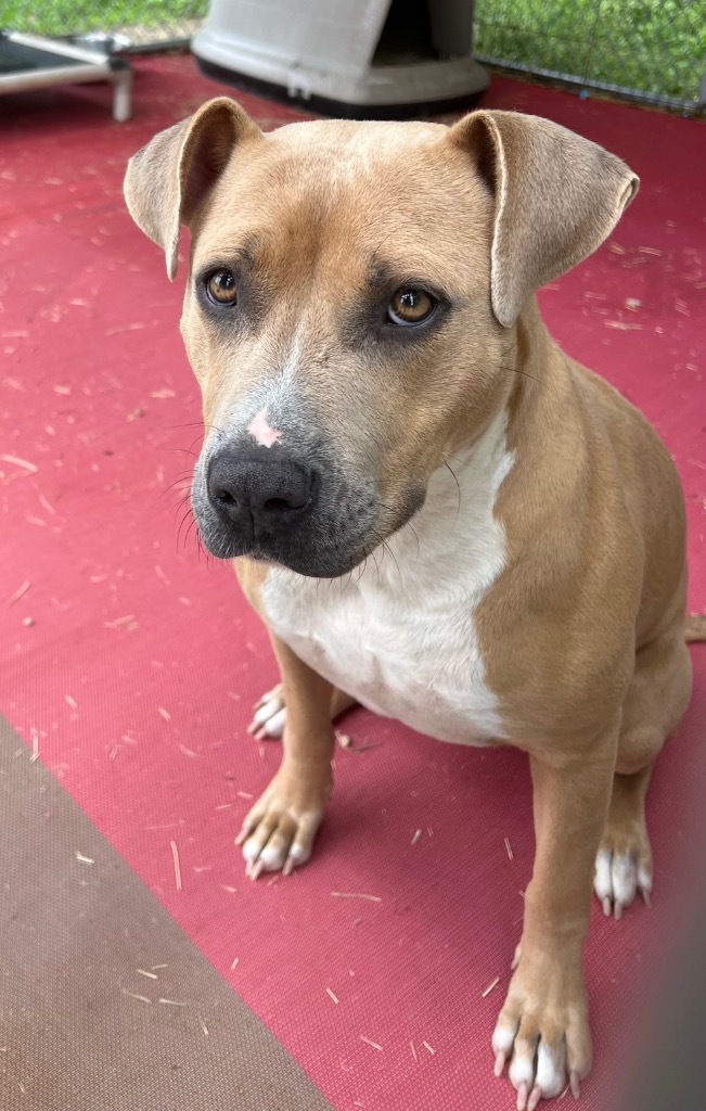 Estelle, an adoptable Terrier, Hound in Saint Francisville, LA, 70775 | Photo Image 3