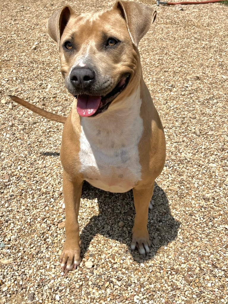 Estelle, an adoptable Terrier, Hound in Saint Francisville, LA, 70775 | Photo Image 4