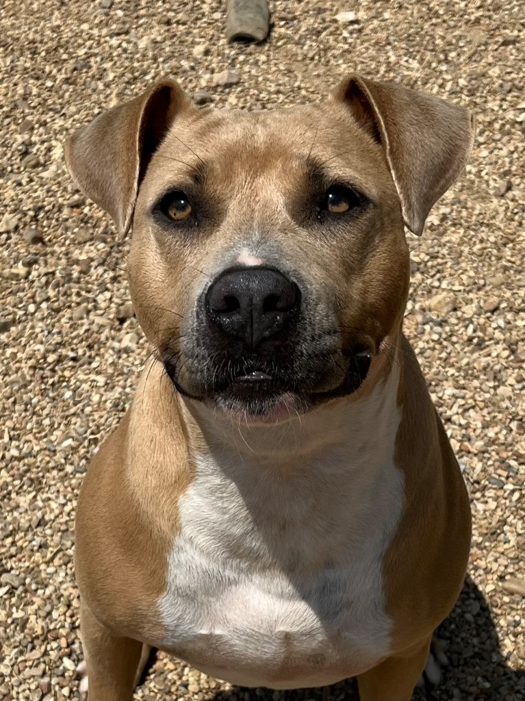 Estelle, an adoptable Terrier, Hound in Saint Francisville, LA, 70775 | Photo Image 5