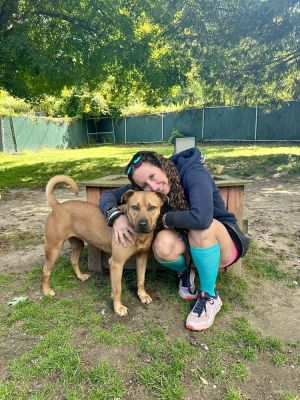 AC - Barnum, Young Male American Staffordshire Terrier
