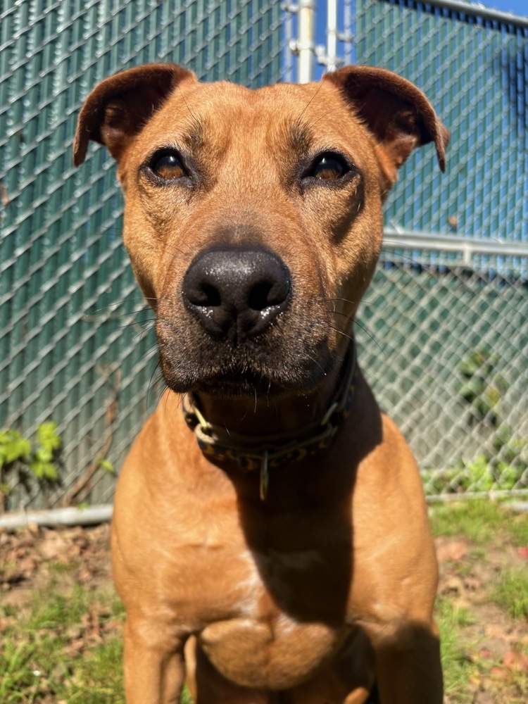 AC - Barnum, an adoptable American Staffordshire Terrier, Rhodesian Ridgeback in Brewster , NY, 10509 | Photo Image 1