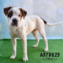 GORKY's profile on Petfinder.com