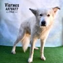 VIERNES's profile on Petfinder.com