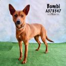 BAMBI's profile on Petfinder.com