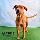 BOONE's profile on Petfinder.com