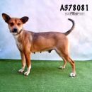 POSIE's profile on Petfinder.com