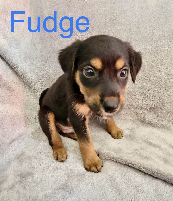 Fudge 1