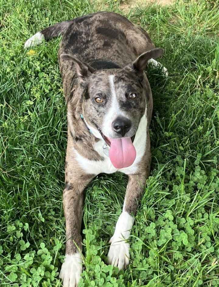 Ophelia, an adoptable Catahoula Leopard Dog Mix in Rockville, MD_image-1