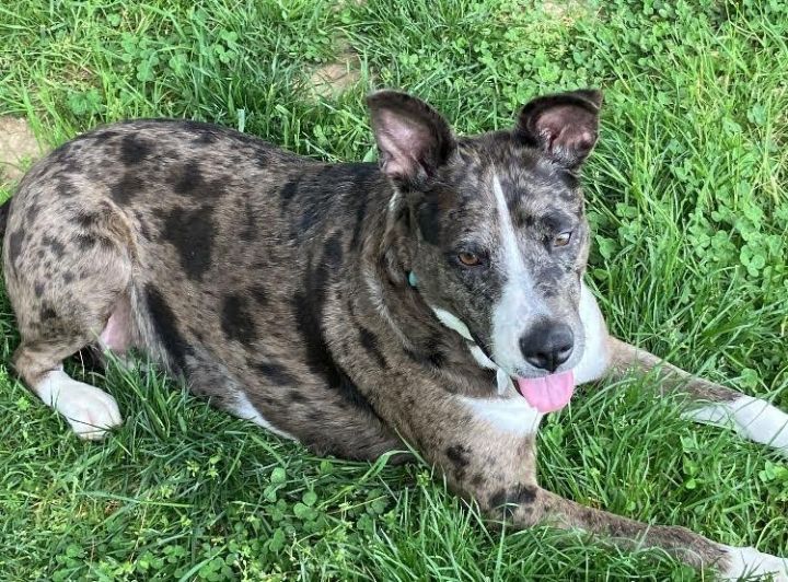 Ophelia, an adoptable Catahoula Leopard Dog Mix in Rockville, MD_image-2