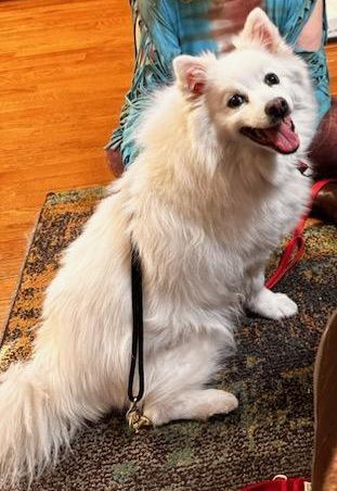 Buffy-Adopted!, an adopted American Eskimo Dog in Saint Louis, MO_image-3
