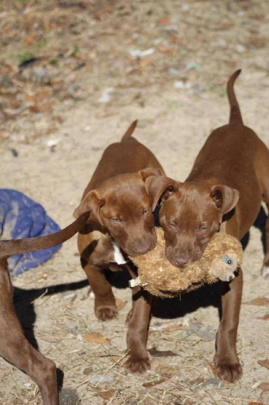 can dogs have identical twins