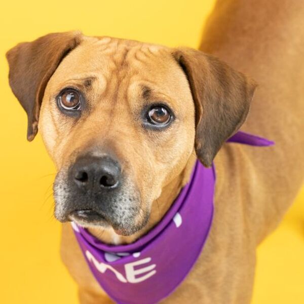 Cindy, an adoptable Mixed Breed in Winchester, KY_image-1