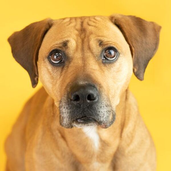 Cindy, an adoptable Mixed Breed in Winchester, KY_image-3