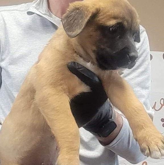 St bernard and 2024 pitbull mix puppies