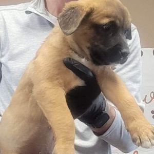 Male dogs for sales adoption near me