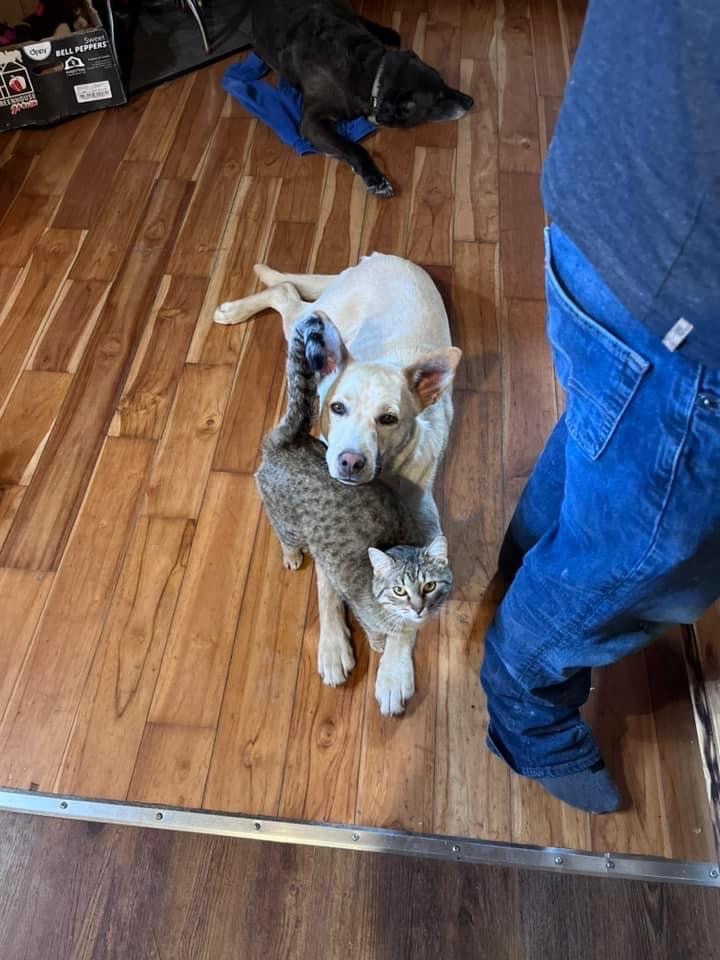 Dog for adoption - Hyde, a Labrador Retriever Mix in Cando, SK | Petfinder