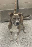 LAVA's profile on Petfinder.com