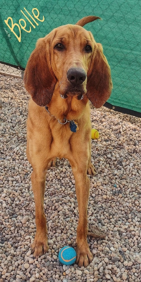 Belle , an adopted Bloodhound in Medford, NY_image-5
