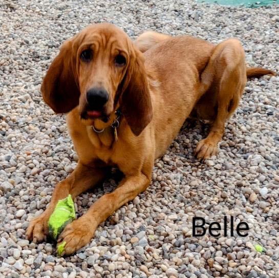 Belle , an adoptable Bloodhound in Medford, NY_image-1