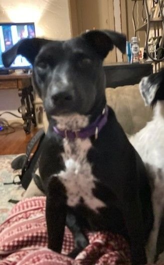 Cutie, an adoptable Black Labrador Retriever Mix in Weatherford, TX_image-1