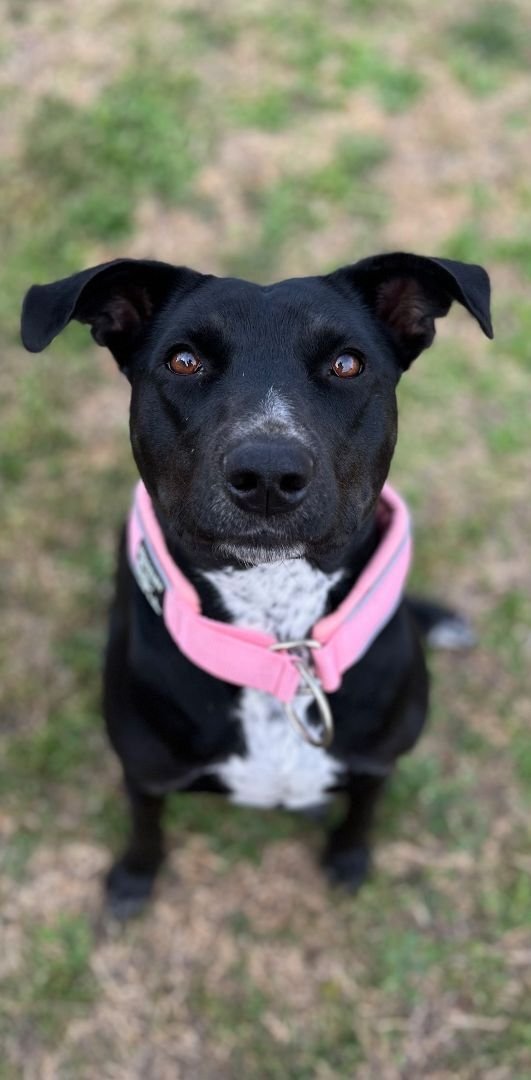 Cutie, an adoptable Black Labrador Retriever Mix in Weatherford, TX_image-2