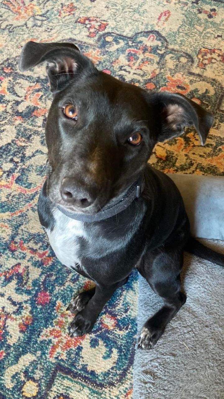 Cutie, an adoptable Black Labrador Retriever Mix in Weatherford, TX_image-4