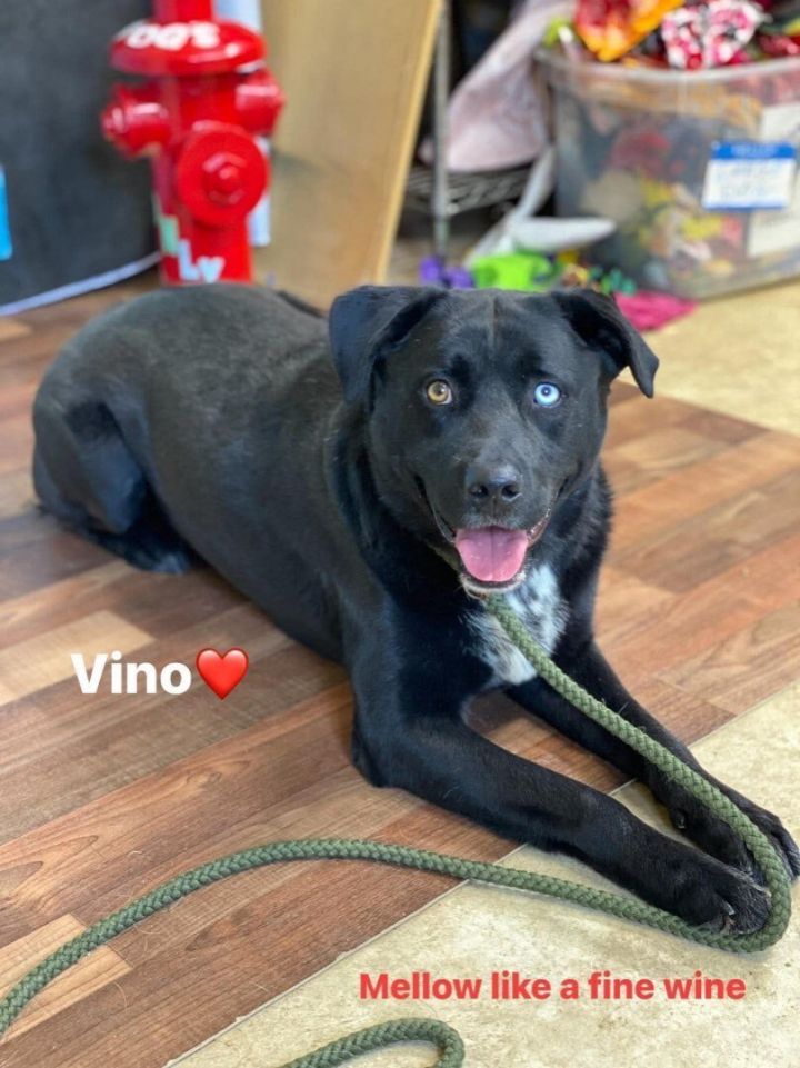 Vino, an adoptable Labrador Retriever in Weatherford, TX_image-1