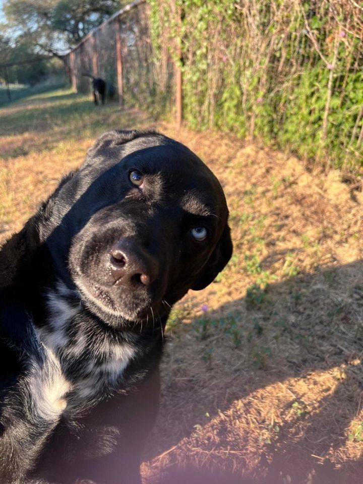 Vino, an adoptable Labrador Retriever in Weatherford, TX_image-2