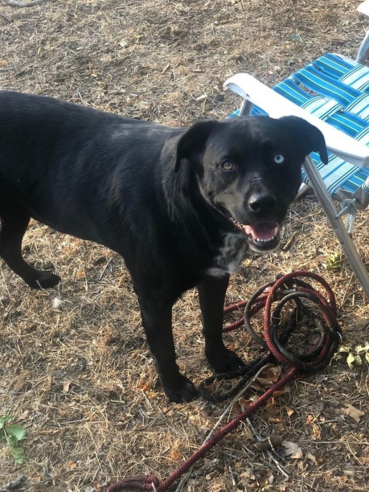 Vino, an adoptable Labrador Retriever in Weatherford, TX_image-3