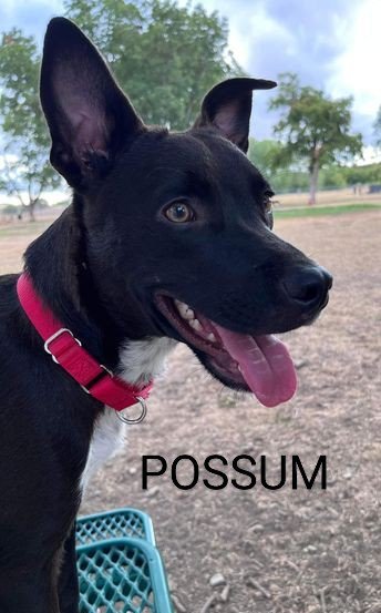 Possum, an adoptable Border Collie Mix in Weatherford, TX_image-1