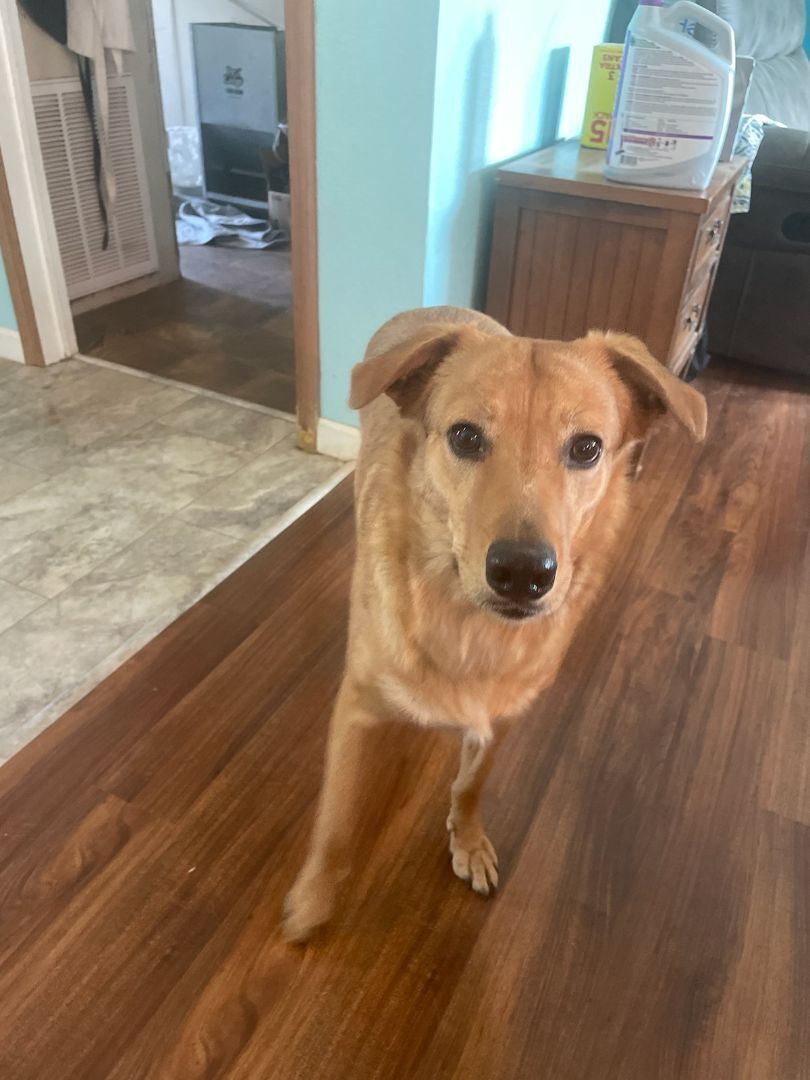 Gail, an adoptable Labrador Retriever, Collie in Weatherford, TX, 76087 | Photo Image 1