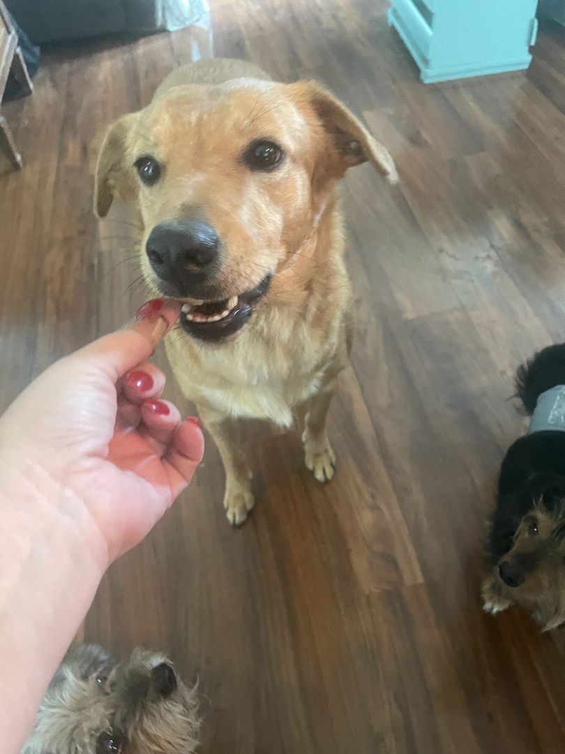 Gail, an adoptable Labrador Retriever, Collie in Weatherford, TX, 76087 | Photo Image 2