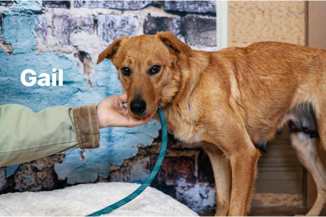 Gail, an adoptable Labrador Retriever, Collie in Weatherford, TX, 76087 | Photo Image 4