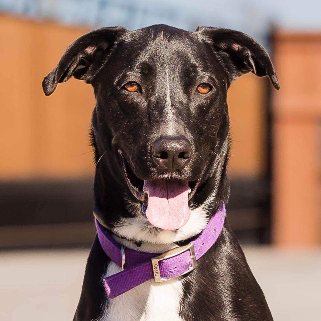 Gusto, an adoptable McNab, Great Dane in Weatherford, TX, 76087 | Photo Image 1