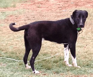 Gusto, an adoptable McNab & Great Dane Mix in Weatherford, TX_image-3