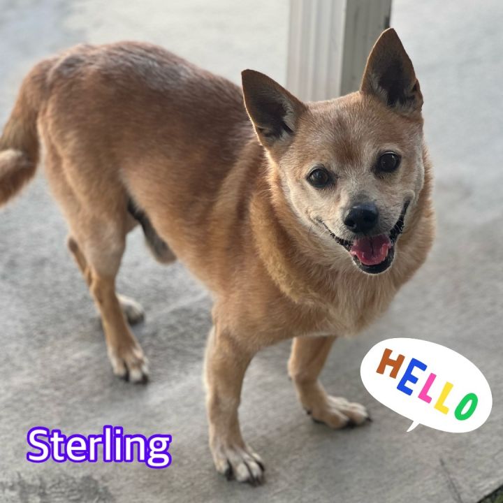 Sterling , an adoptable Shiba Inu in Hollywood, FL_image-1