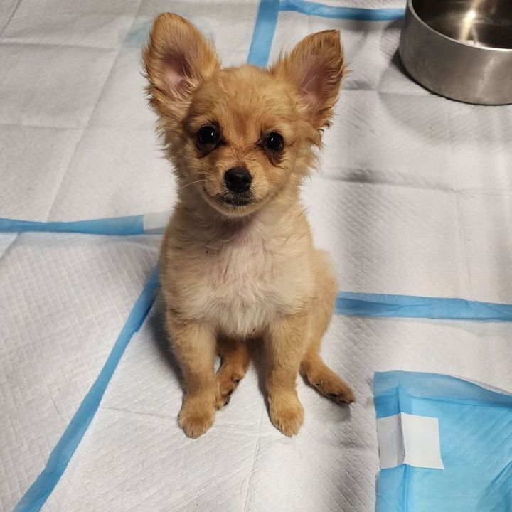 Triton , an adopted Pomeranian & Chihuahua Mix in Clovis, CA_image-1